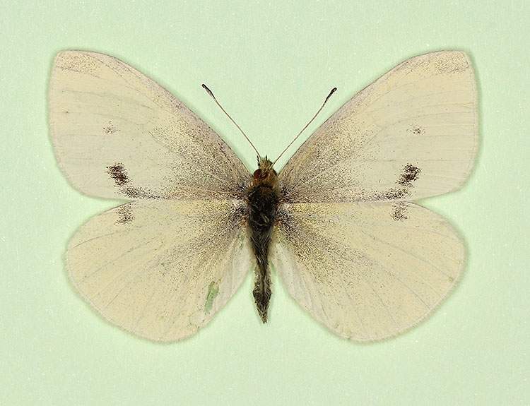 Pieris rapae female (aberrant form deleta + unimaculata) (Internet Image property of respective owner, non-commercial use only)